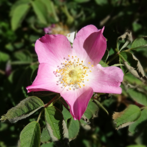 Photographie n°2463034 du taxon Rosa rubiginosa L. [1771]