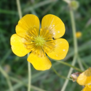 Photographie n°2463038 du taxon Ranunculus acris L. [1753]