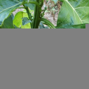 Photographie n°2463056 du taxon Solanum aethiopicum L. [1756]
