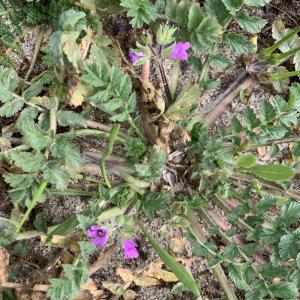 Photographie n°2463067 du taxon Erodium cicutarium (L.) L'Hér.