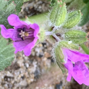 Photographie n°2463068 du taxon Erodium cicutarium (L.) L'Hér.