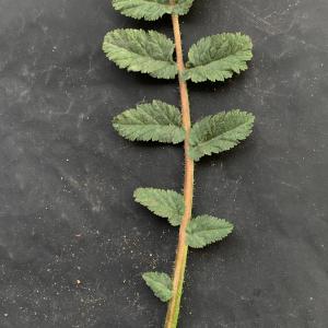  - Erodium cicutarium (L.) L'Hér.