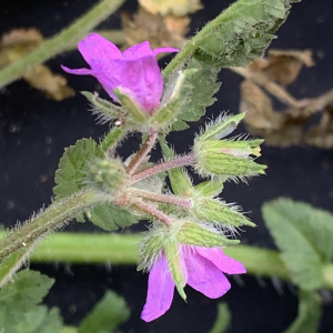 Photographie n°2463085 du taxon Erodium cicutarium (L.) L'Hér.