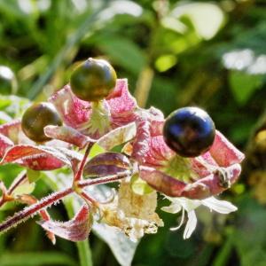 Photographie n°2463091 du taxon Silene baccifera (L.) Roth