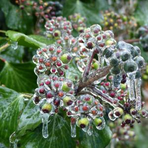 Photographie n°2463132 du taxon Hedera helix f. helix