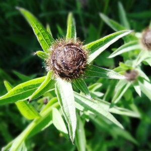  - Centaurea nigra L. [1753]