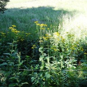 Photographie n°2463170 du taxon Doronicum austriacum Jacq. [1774]