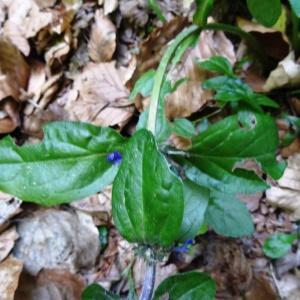 Photographie n°2463183 du taxon Ajuga reptans L.