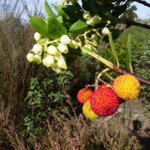  - Arbutus unedo L. [1753]