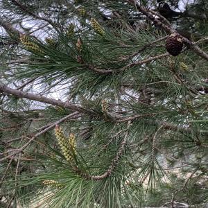 Photographie n°2463238 du taxon Pinus halepensis Mill. [1768]