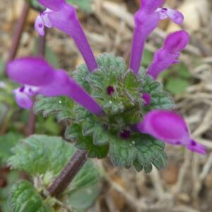 Photographie n°2463270 du taxon Lamium amplexicaule L.