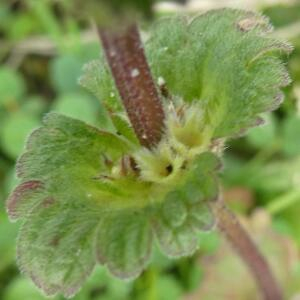 Photographie n°2463277 du taxon Lamium amplexicaule L.