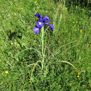 Photographie n°2463312 du taxon Iris latifolia (Mill.) Voss [1895]