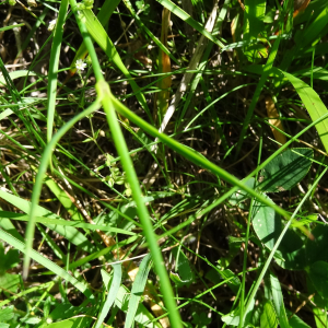Photographie n°2463323 du taxon Dianthus hyssopifolius L.