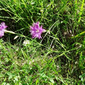 Photographie n°2463325 du taxon Dianthus hyssopifolius L.