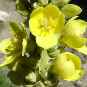 Photographie n°2463327 du taxon Verbascum thapsus L. [1753]