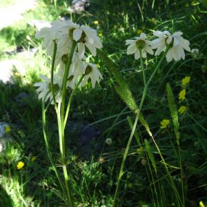 Photographie n°2463340 du taxon Tanacetum corymbosum (L.) Sch.Bip. [1844]