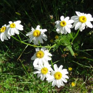 Photographie n°2463341 du taxon Tanacetum corymbosum (L.) Sch.Bip. [1844]