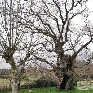 Photographie n°2463404 du taxon Quercus robur L. [1753]