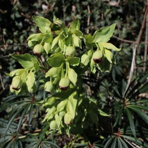 Photographie n°2463411 du taxon Helleborus foetidus L.