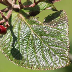 Photographie n°2463415 du taxon Viburnum lantana L. [1753]