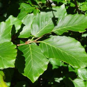 Photographie n°2463428 du taxon Fagus sylvatica L. [1753]