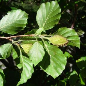 Photographie n°2463431 du taxon Fagus sylvatica L. [1753]