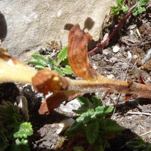 Photographie n°2463432 du taxon Orobanche teucrii Holandre [1829]