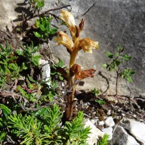 Photographie n°2463433 du taxon Orobanche teucrii Holandre [1829]