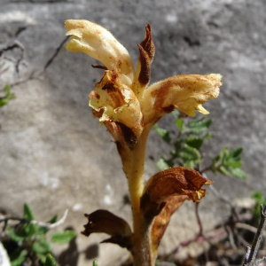 Photographie n°2463434 du taxon Orobanche teucrii Holandre [1829]
