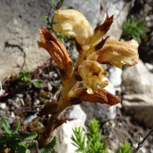 Photographie n°2463435 du taxon Orobanche teucrii Holandre [1829]