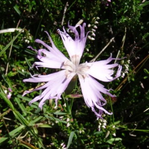 Photographie n°2463445 du taxon Dianthus hyssopifolius L.