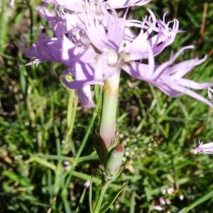 Photographie n°2463447 du taxon Dianthus hyssopifolius L.