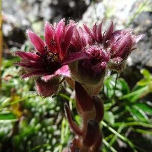 Photographie n°2463454 du taxon Sempervivum montanum L. [1753]