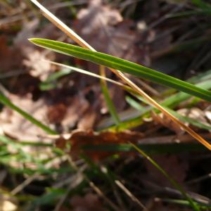 Photographie n°2463468 du taxon Sesleria caerulea subsp. caerulea