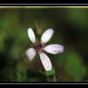 Photographie n°2463514 du taxon Erodium cicutarium (L.) L'Hér. [1789]