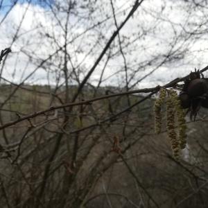 Photographie n°2463515 du taxon Corylus avellana L.