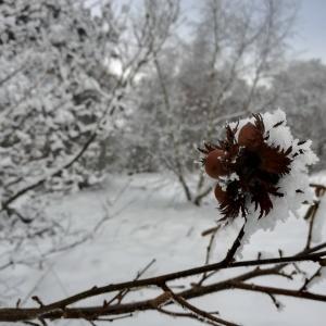 Photographie n°2463516 du taxon Corylus avellana L.