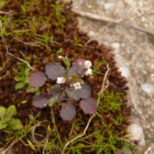 Photographie n°2463538 du taxon Noccaea perfoliata (L.) Al-Shehbaz