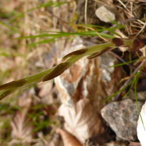 Photographie n°2463544 du taxon Tussilago farfara L.