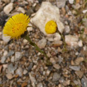 Photographie n°2463545 du taxon Tussilago farfara L.