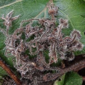 Photographie n°2463559 du taxon Borago officinalis L. [1753]