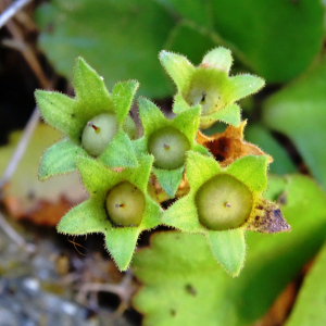 Photographie n°2463573 du taxon Primula hirsuta All. [1773]