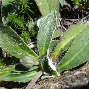 Photographie n°2463577 du taxon Pilosella officinarum Vaill. [1754]