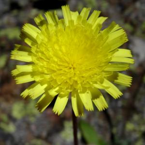 Photographie n°2463582 du taxon Pilosella officinarum Vaill. [1754]