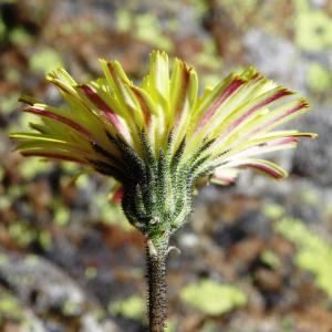 Photographie n°2463584 du taxon Pilosella officinarum Vaill. [1754]