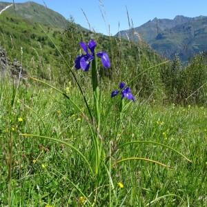 Photographie n°2463586 du taxon Iris latifolia (Mill.) Voss [1895]