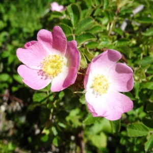 Photographie n°2463593 du taxon Rosa rubiginosa L. [1771]