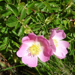 Photographie n°2463596 du taxon Rosa rubiginosa L. [1771]