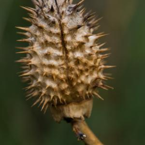  - Datura stramonium L.